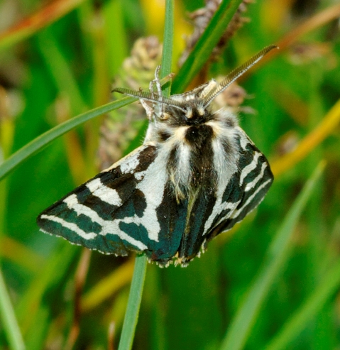 Lepidottero da identificare